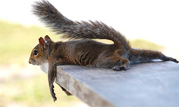 tired-squirrel