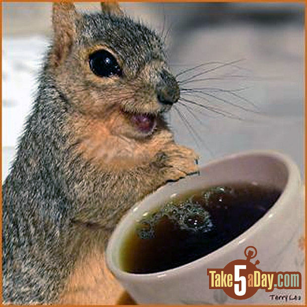 Sqquirrel Coffee