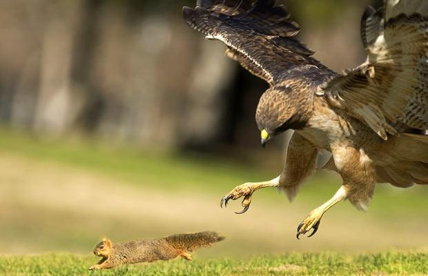 Squirrel Eagle