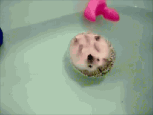 hedgehog float